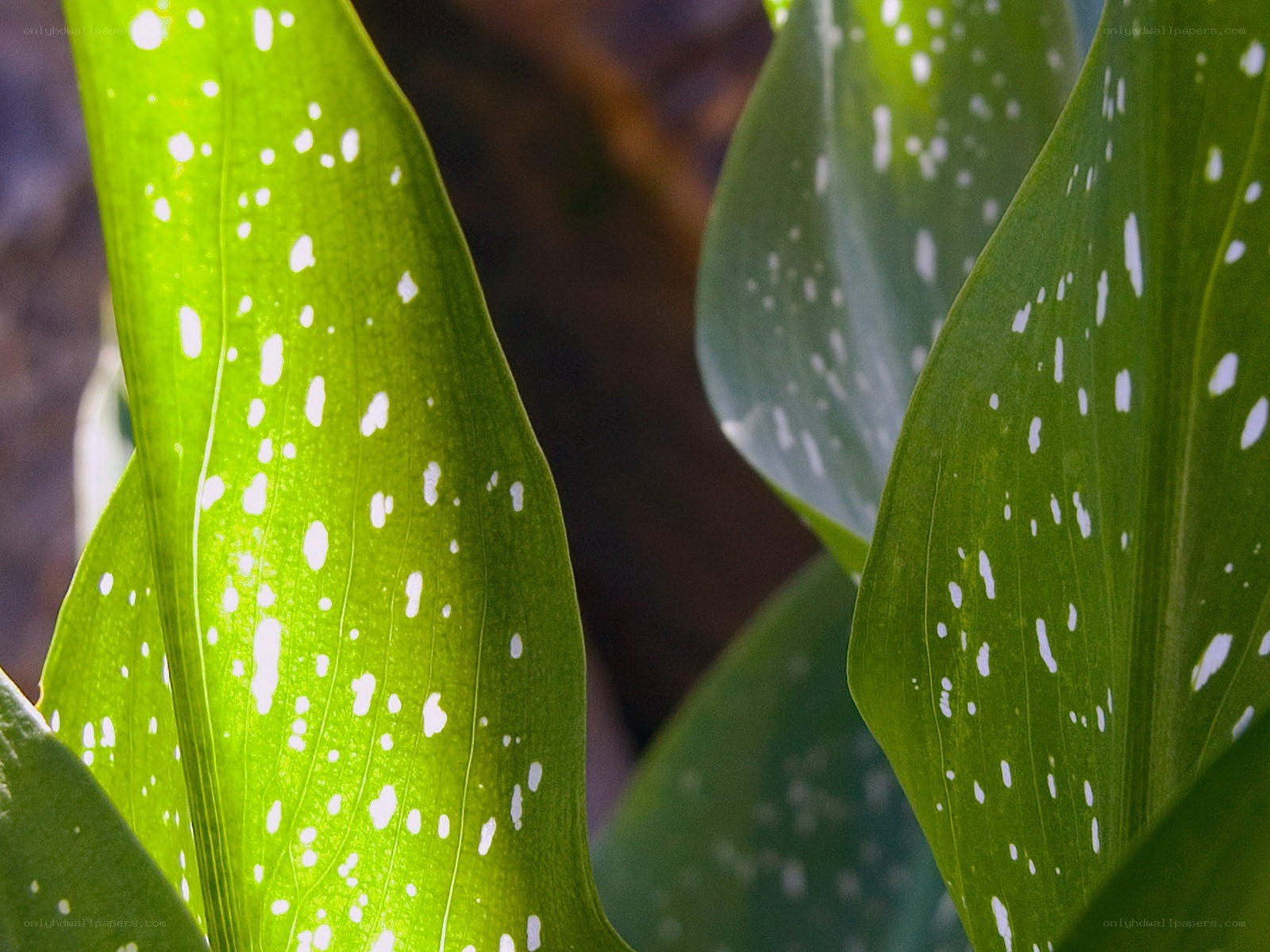 green leaves with white spots