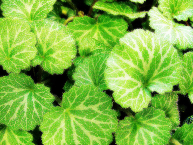 Green Leaves with White Veins — Natural