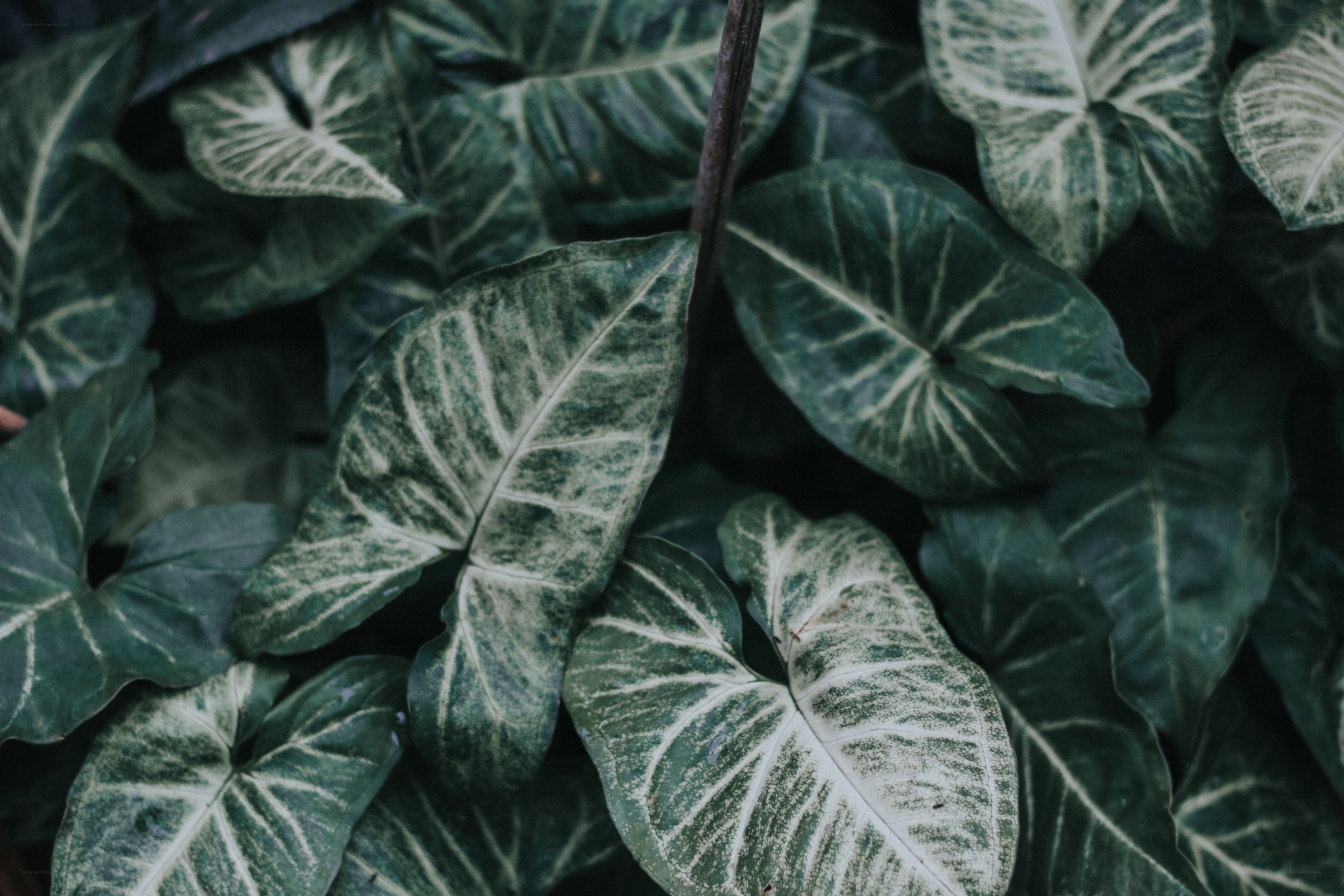 green leaves with white veins