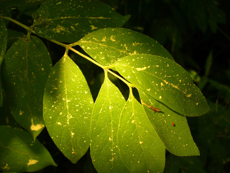 green leaves with yellow spots