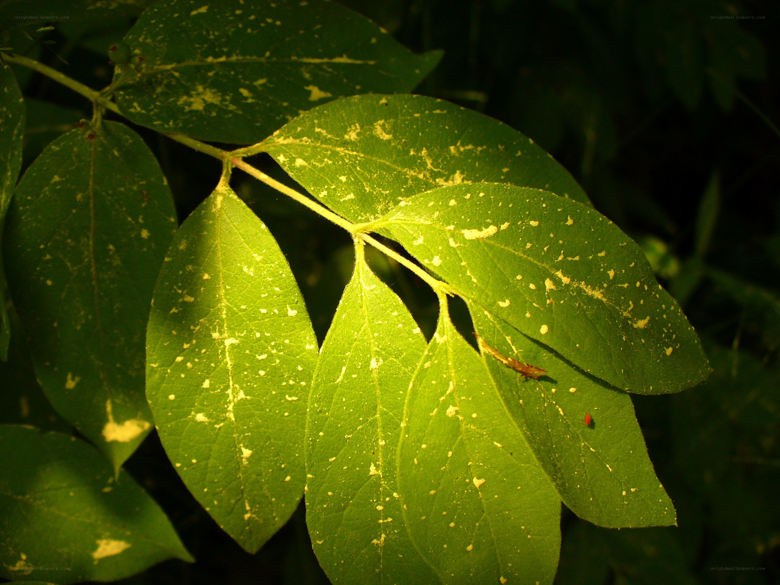 green leaves with yellow spots