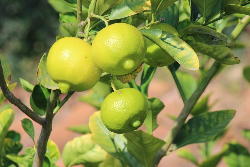 green lemons on a tree