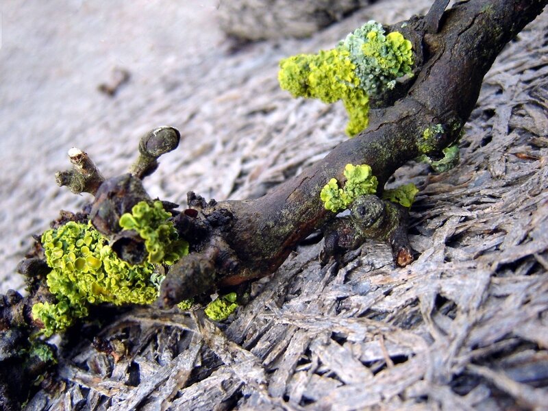 Green Lichen on Branch