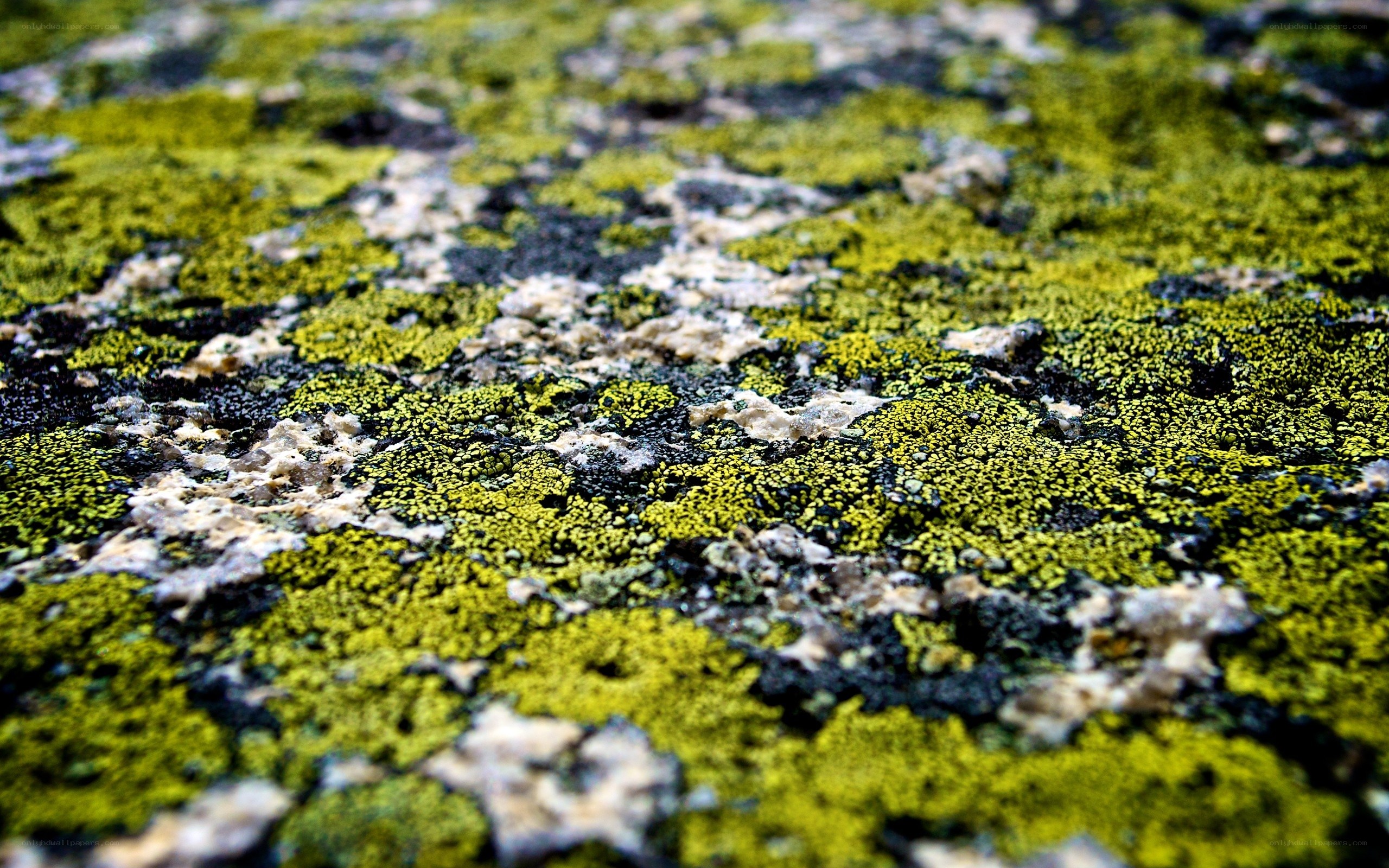 green lichen on stone surface