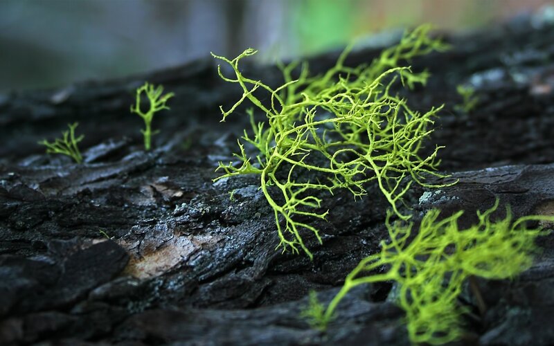 Green Lichen on Wood — Natural