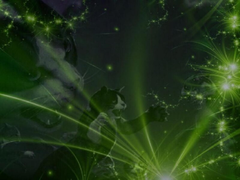 green light cat animation