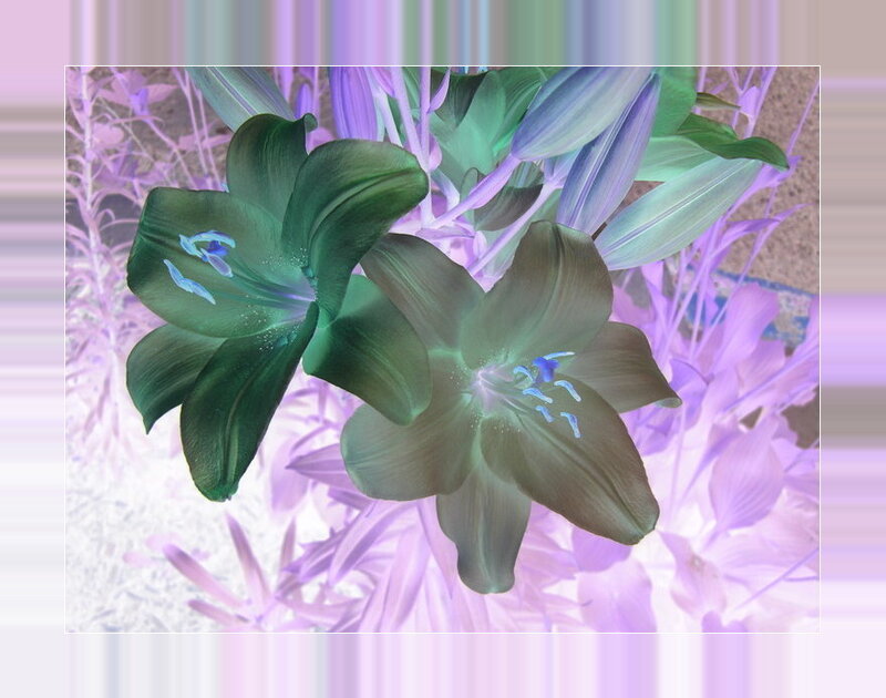 green lilies with purple background