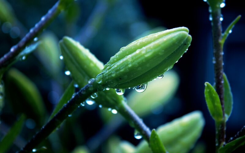 Green Lily Bud