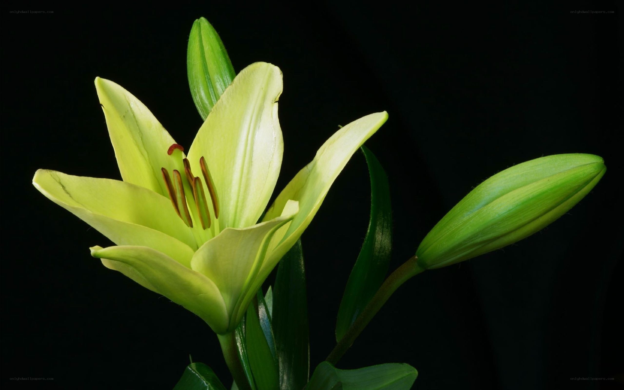 Green lily flower bloom