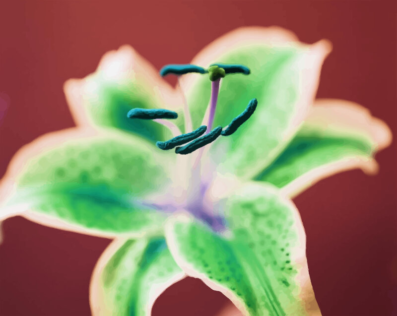 Green Lily Flower — Serene