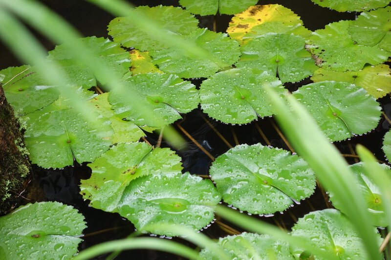 Green Lily Pads on Water — Serene