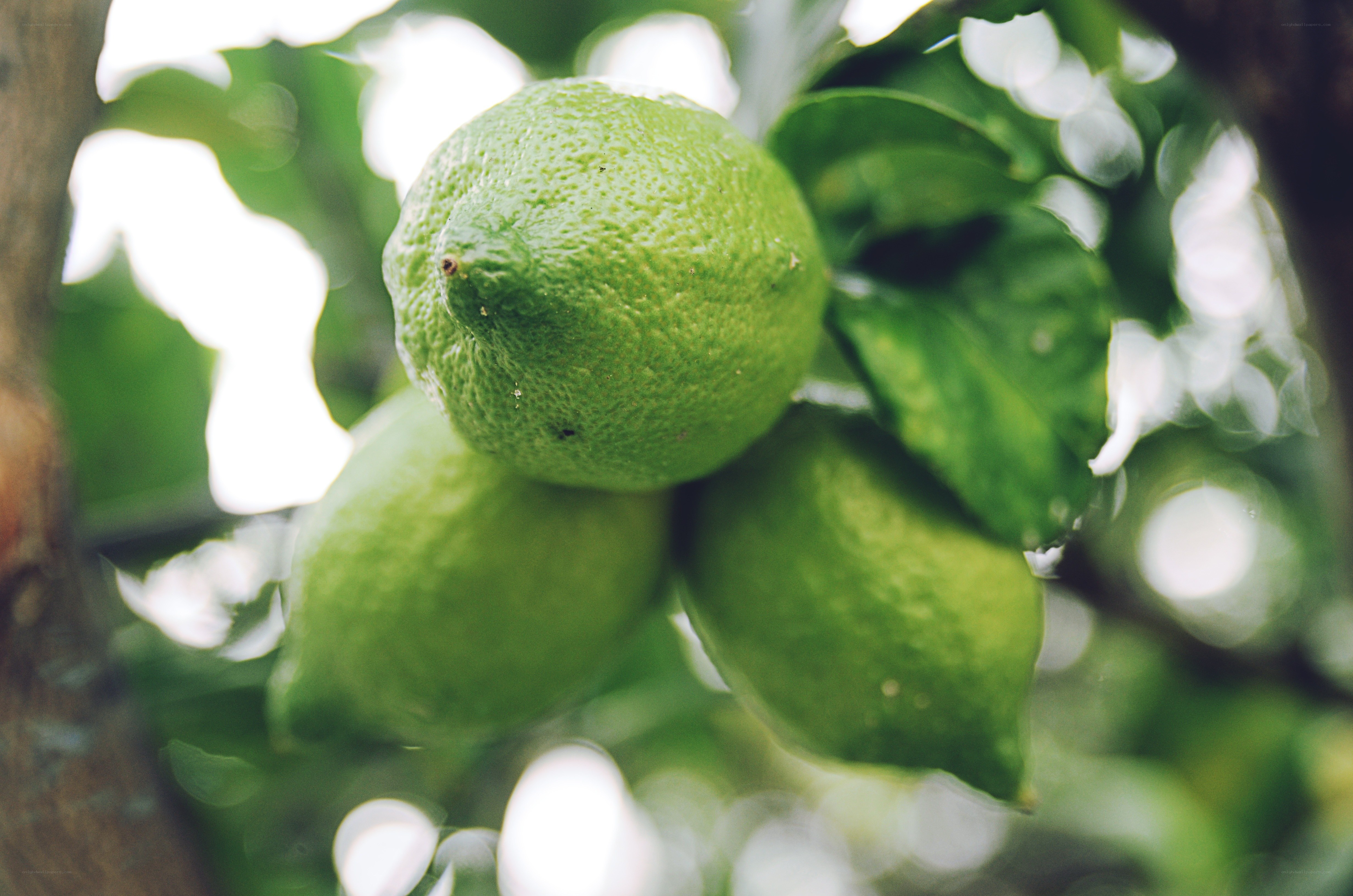 green limes on a tree