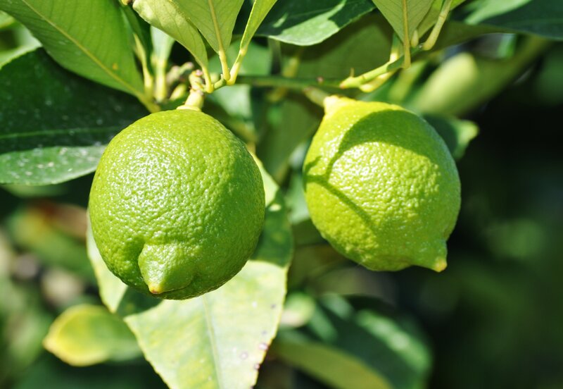 Green Limes on Tree — Natural