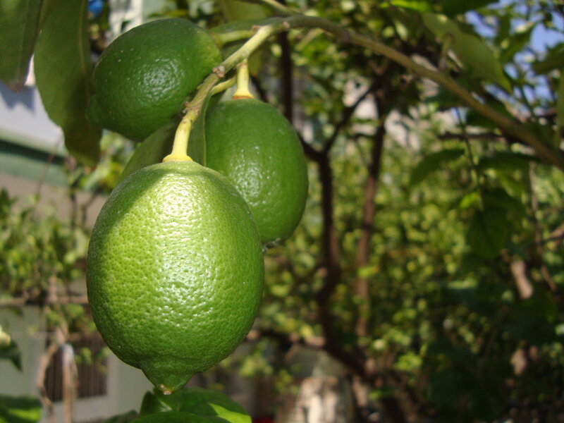 Green Limes on Tree