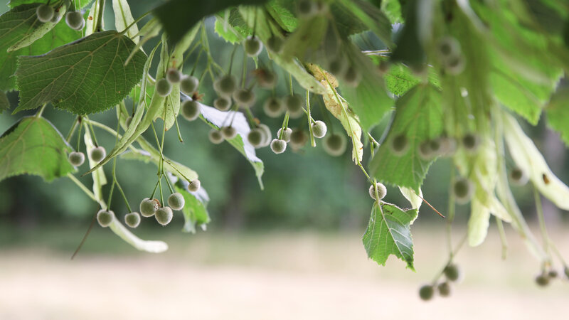 Green Linden Tree Branches