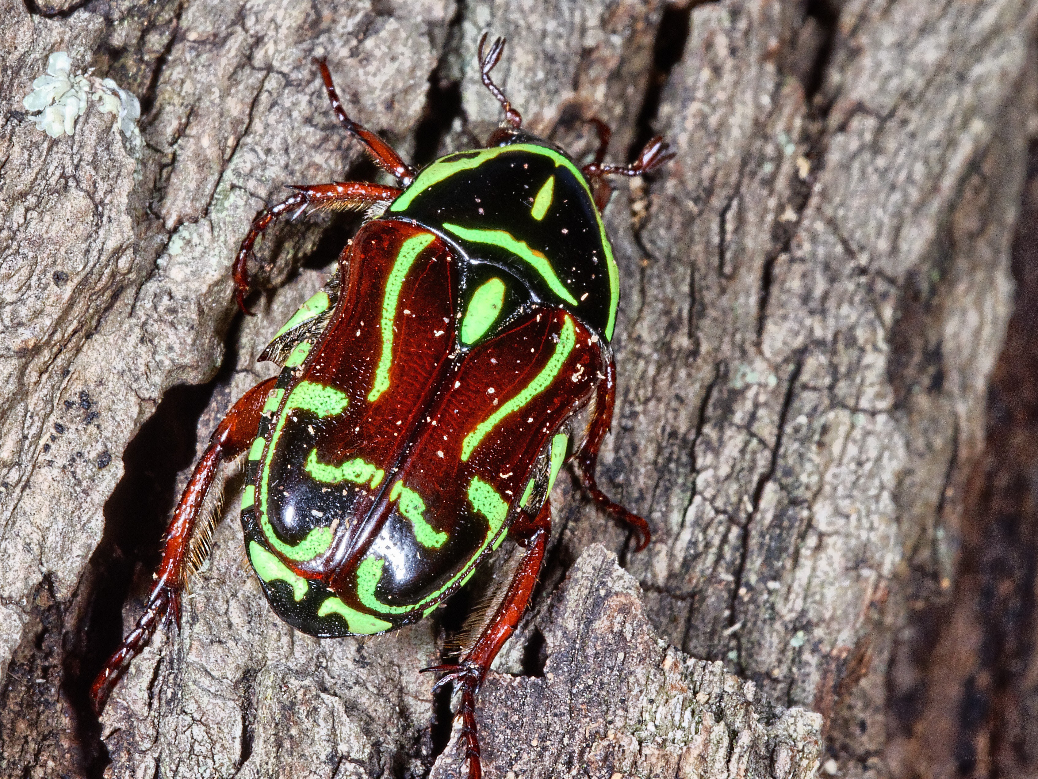 green-lined beetle on tree bark