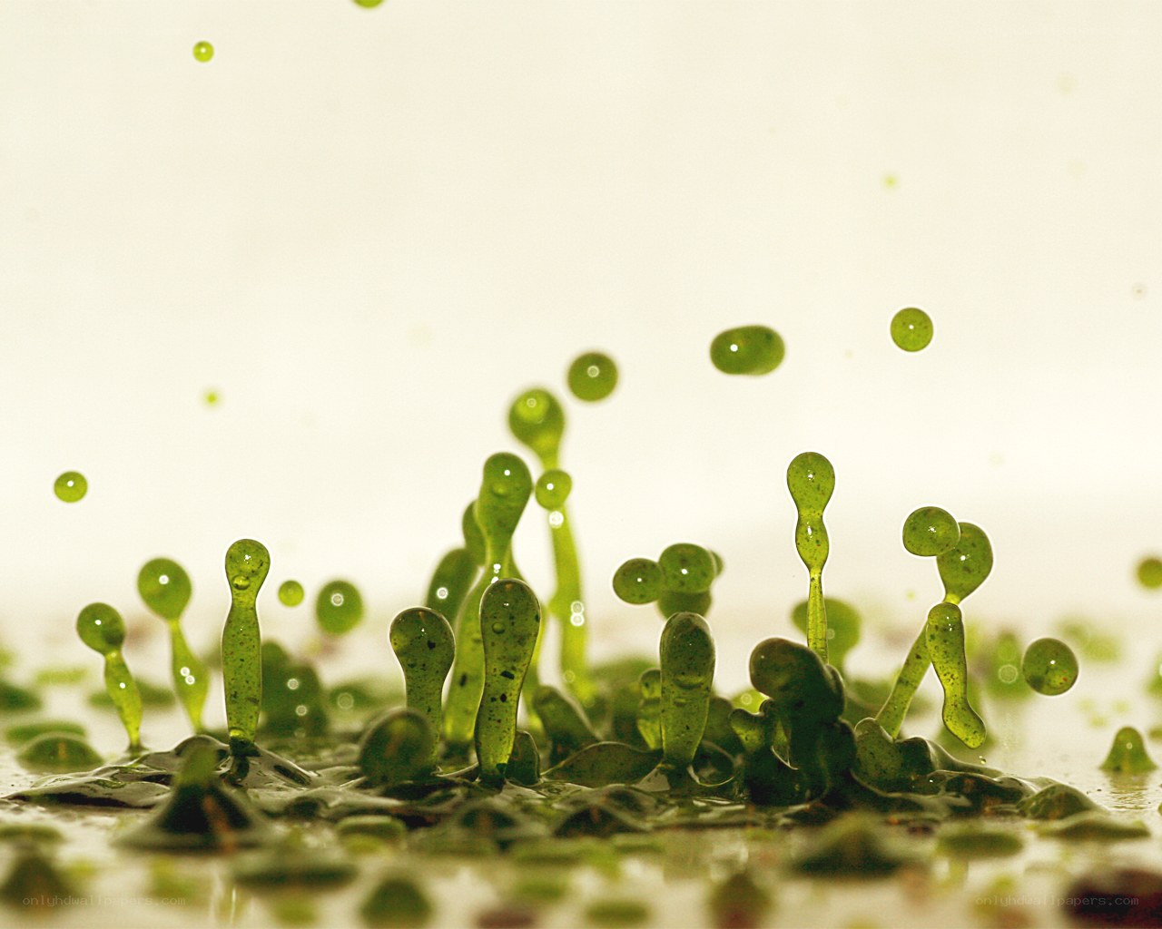 Green liquid droplets in motion