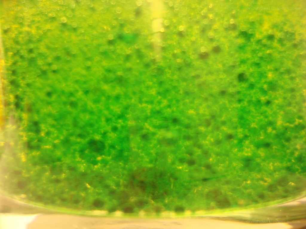 green liquid in container