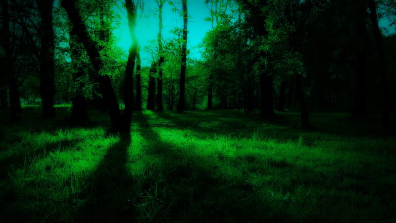 Green-lit Forest at Night