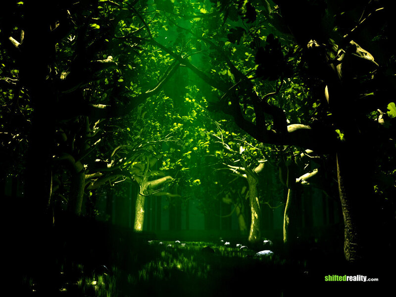 Green-lit Forest Path