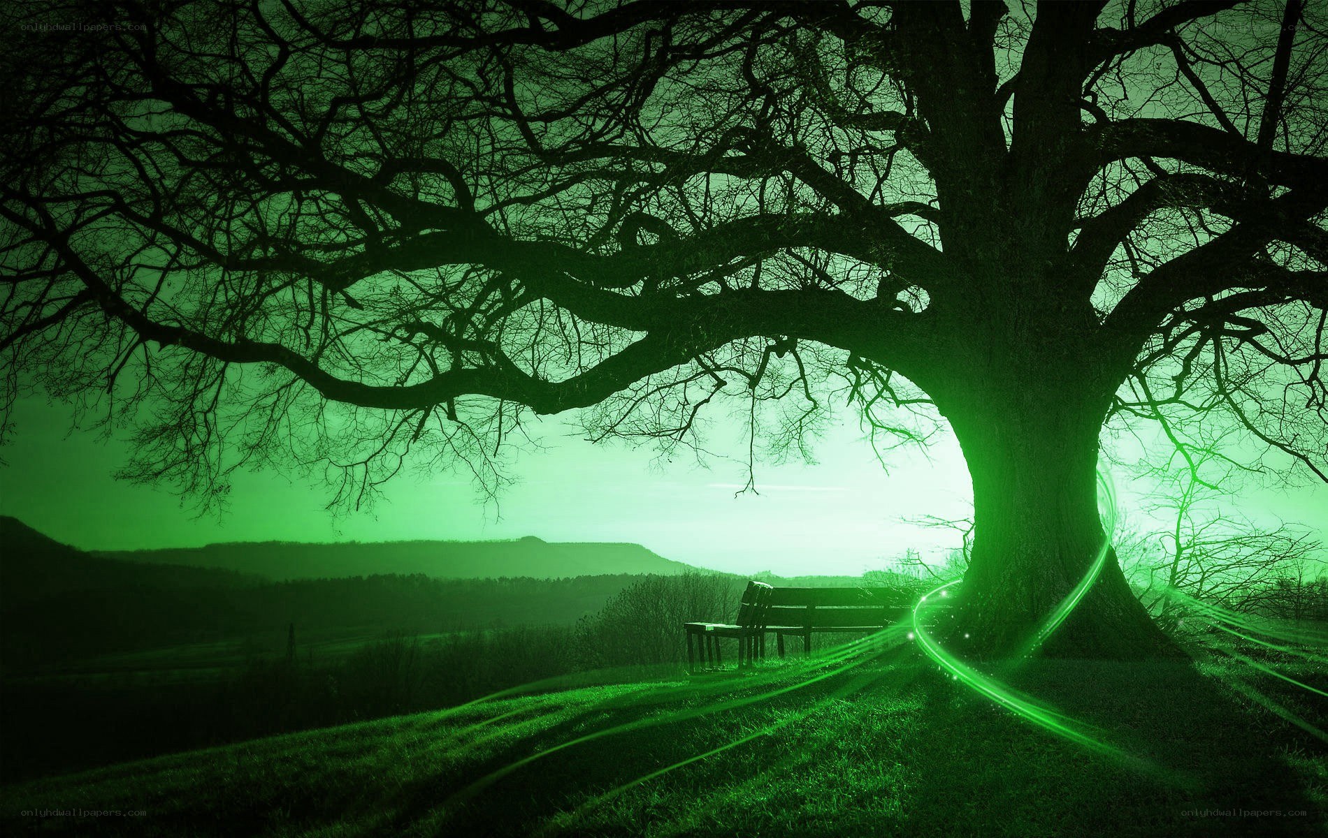Green-lit tree at night