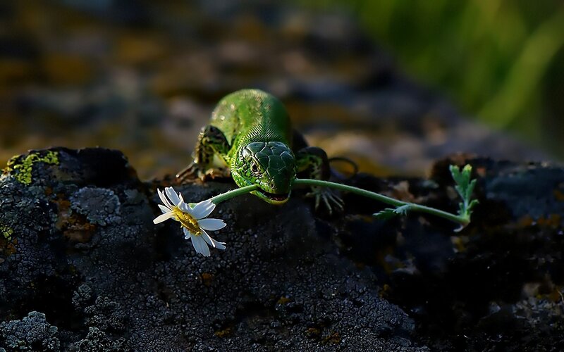 Green lizard eating flower