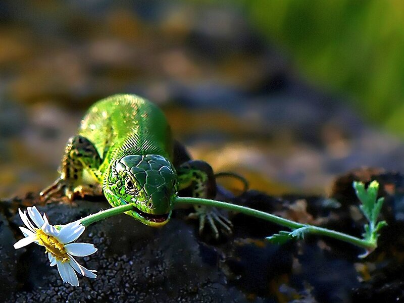Green Lizard Eating Flower — Natural