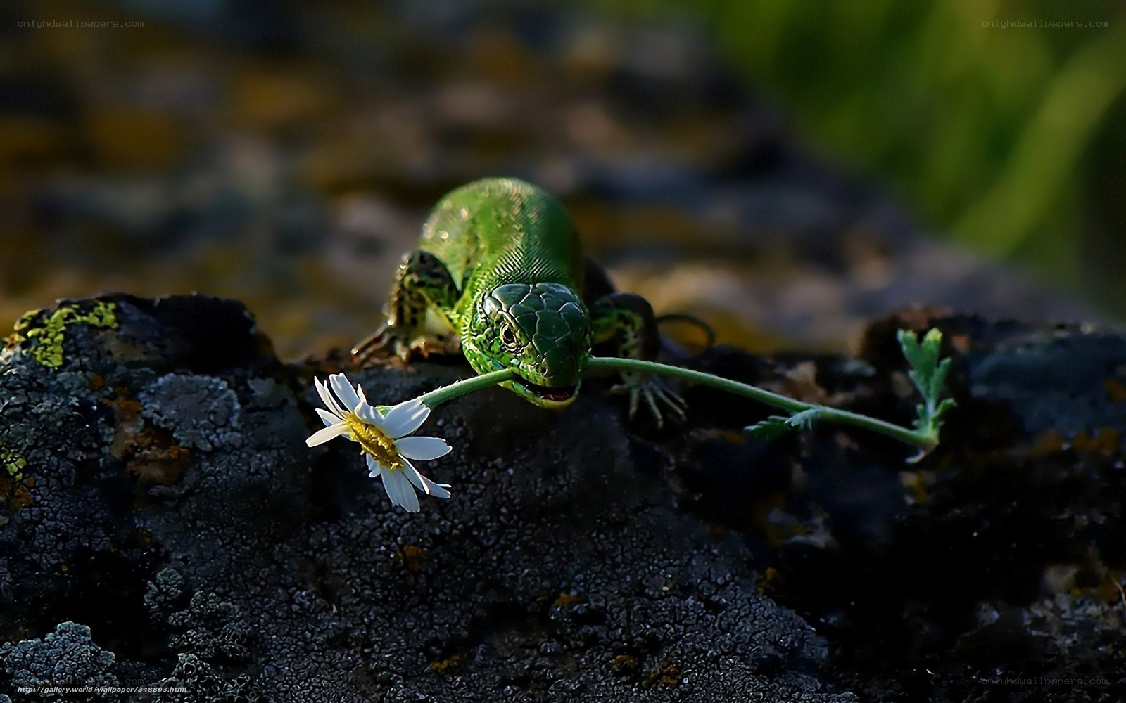 Green lizard eating flower
