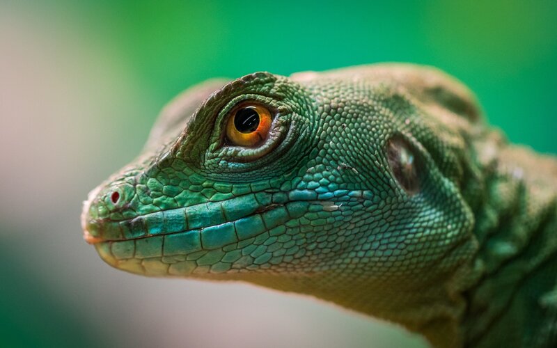 Green Lizard Head — Calm