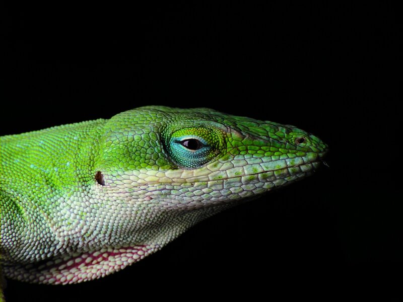 Green Lizard Head — Dramatic, Photograph