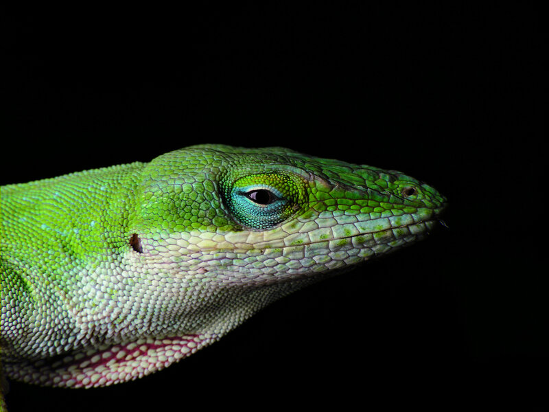 Green Lizard Head — Dramatic