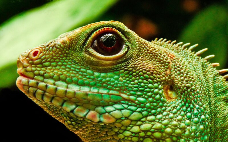Green Lizard Head — Natural
