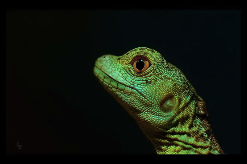 Green Lizard Head