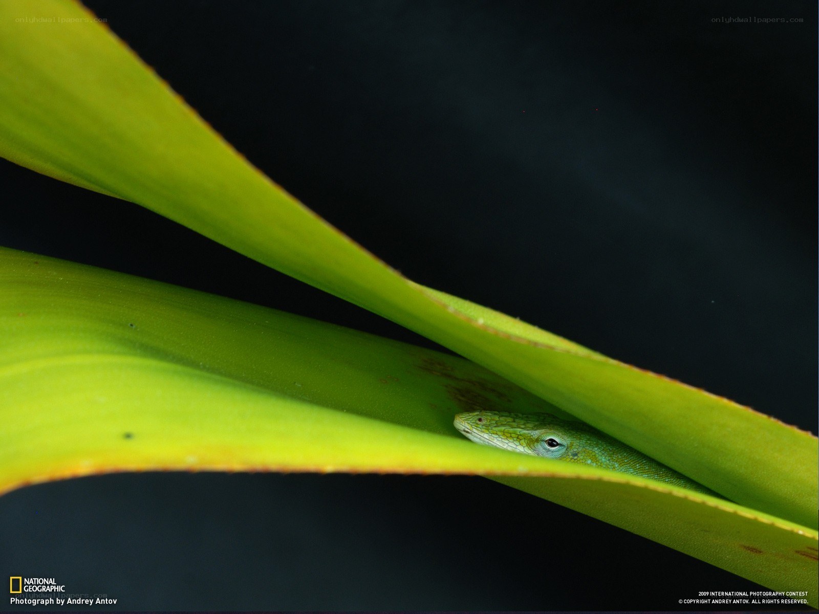 Green lizard hiding in leaf