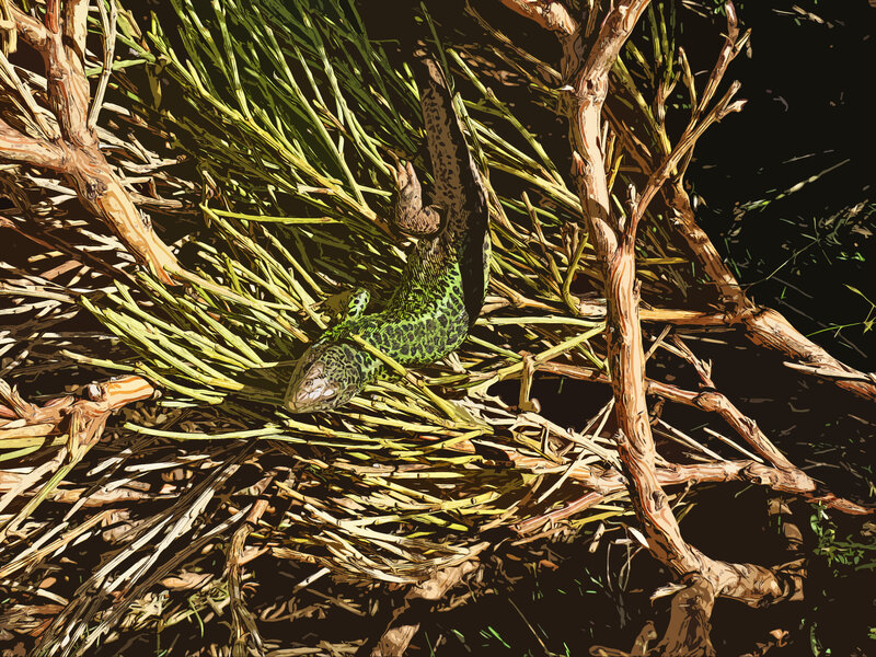 Green Lizard in Branches