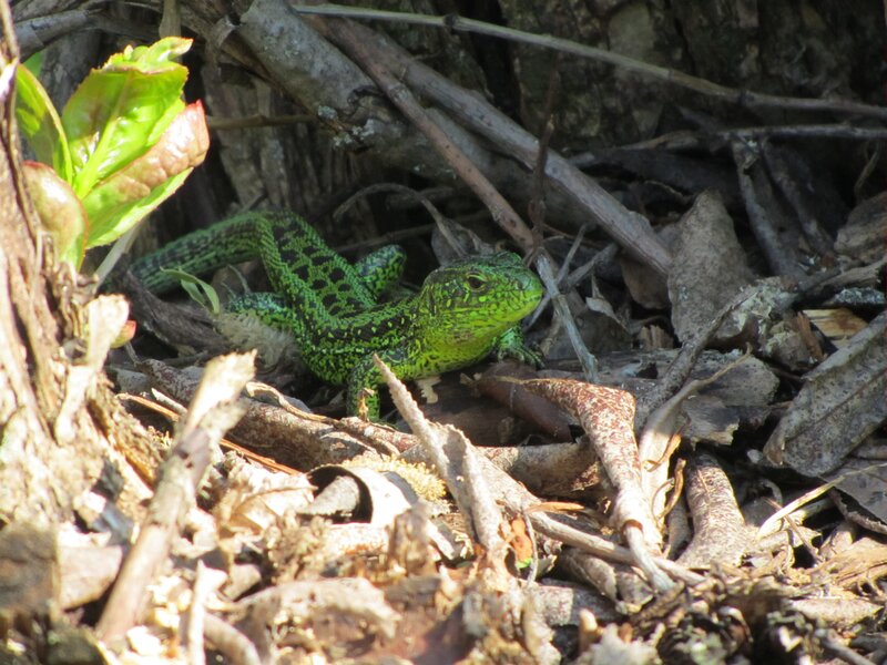 Green lizard in forest debris