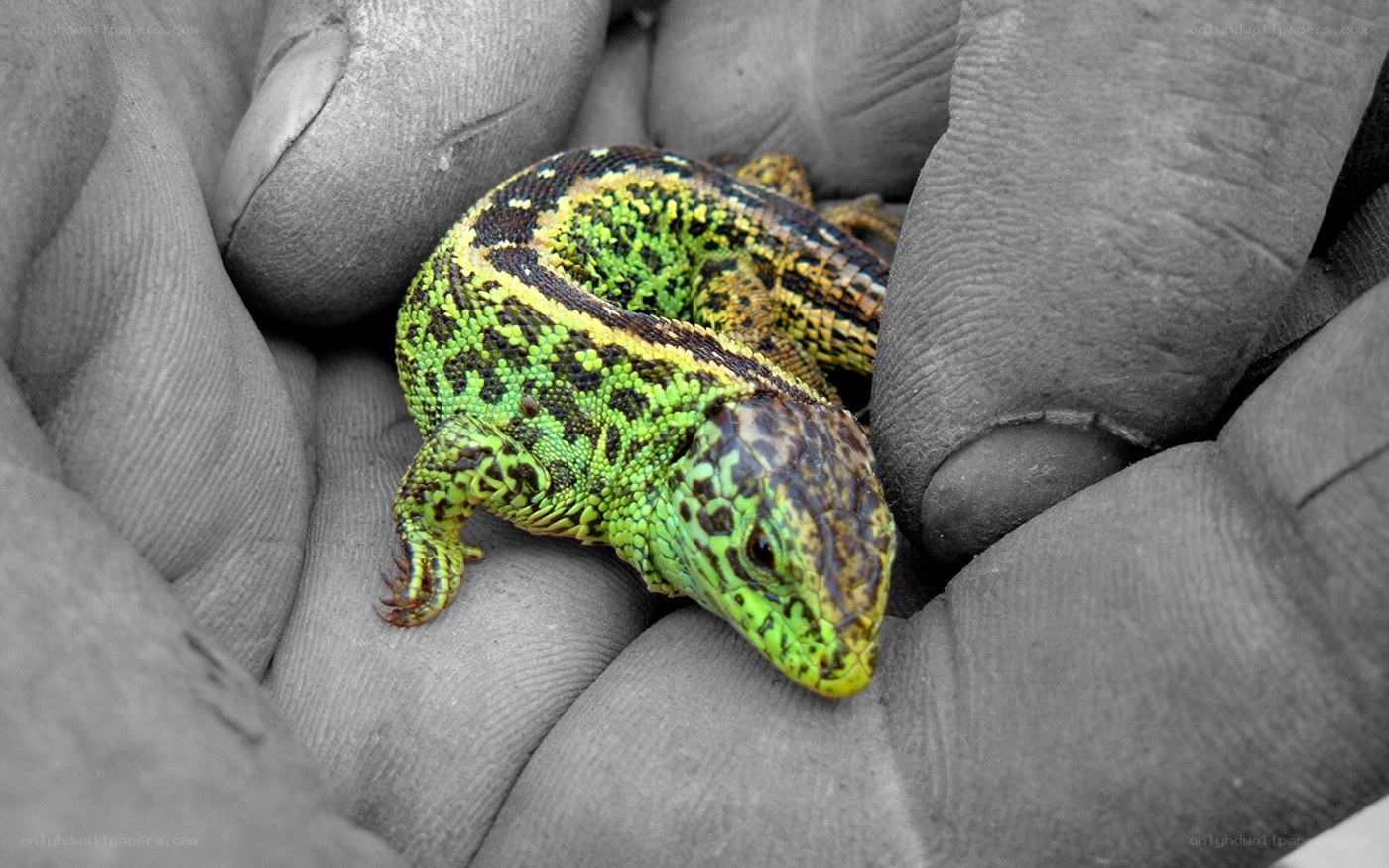 green lizard in gloved hand