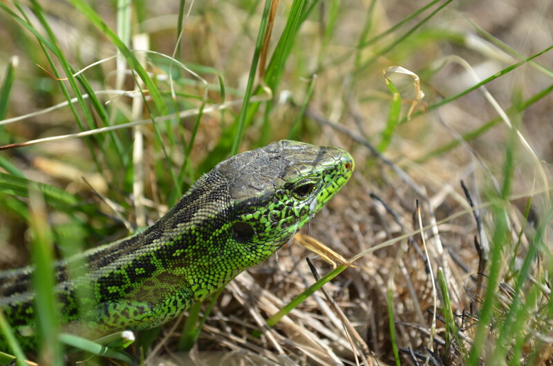 Green Lizard in Grass — Natural, Afternoon