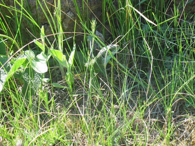 Green Lizard in Grass — Natural