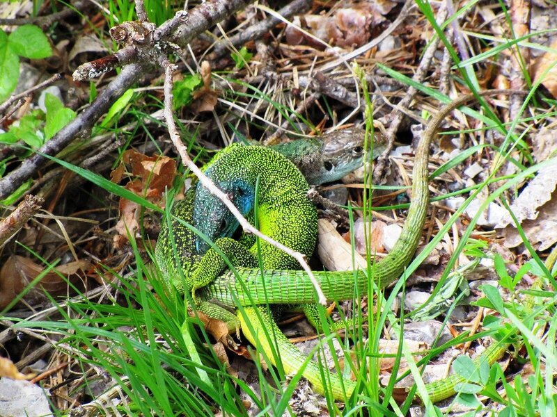 Green Lizard in Grass