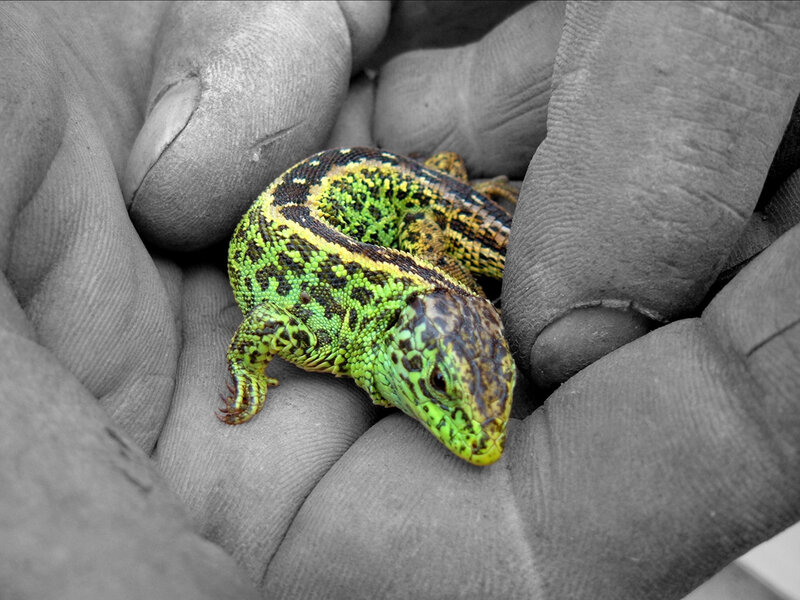 green lizard in hand