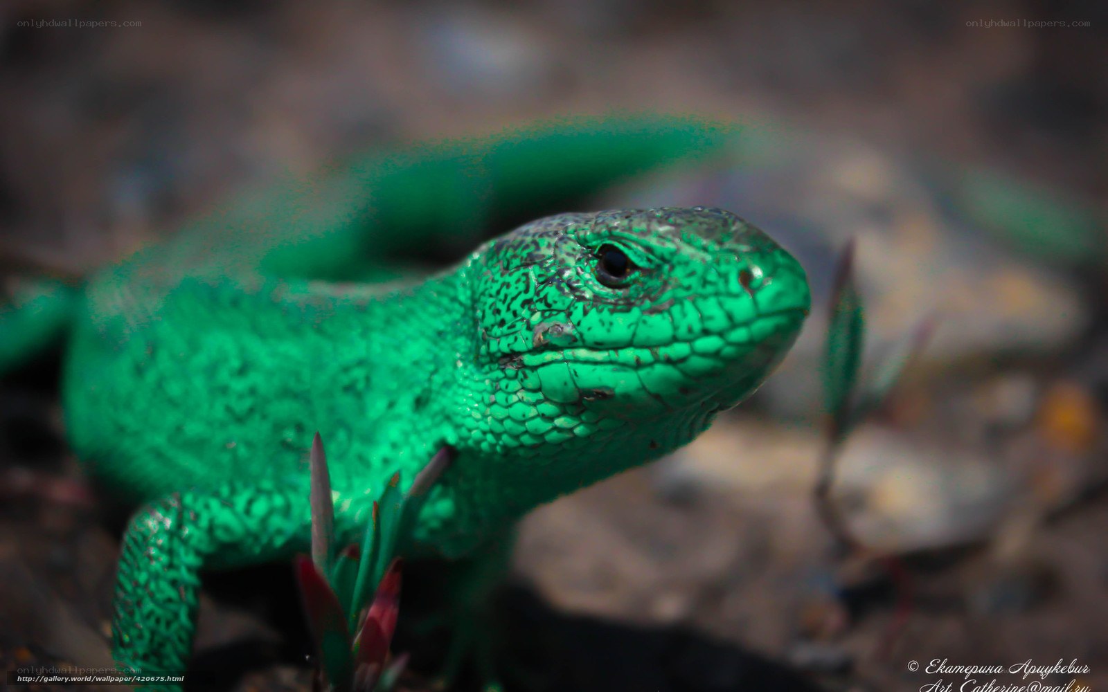 green lizard in nature