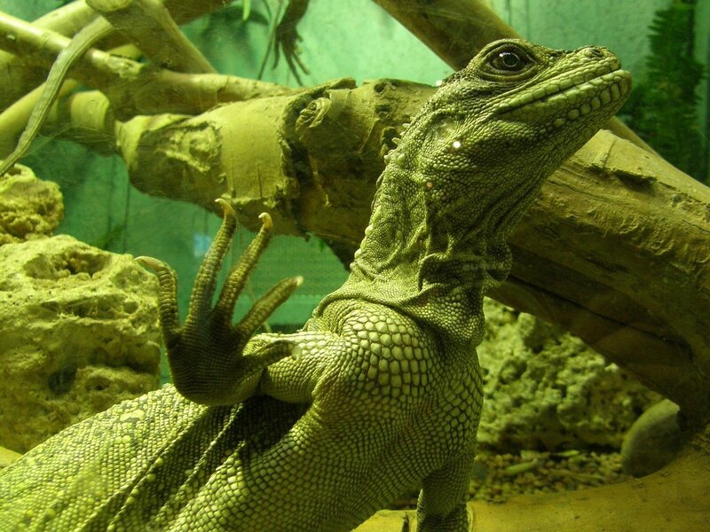 Green Lizard in Terrarium