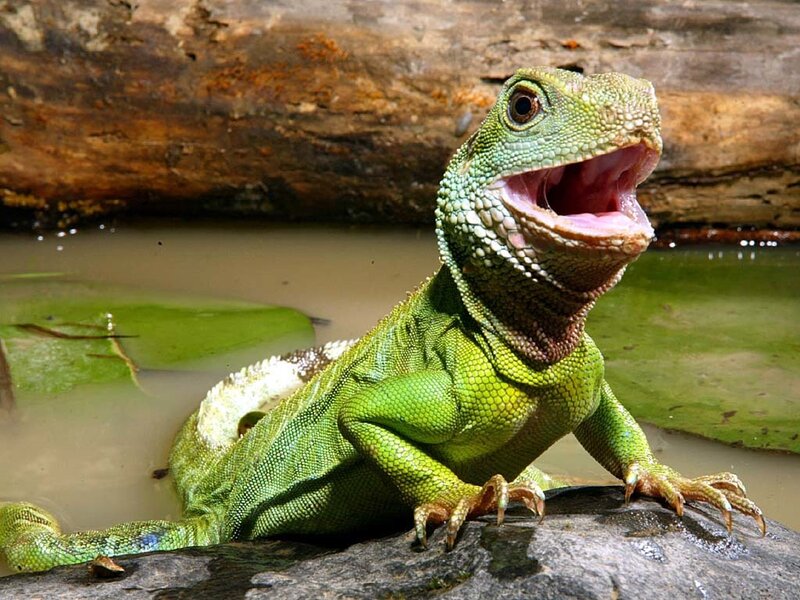 green lizard in water