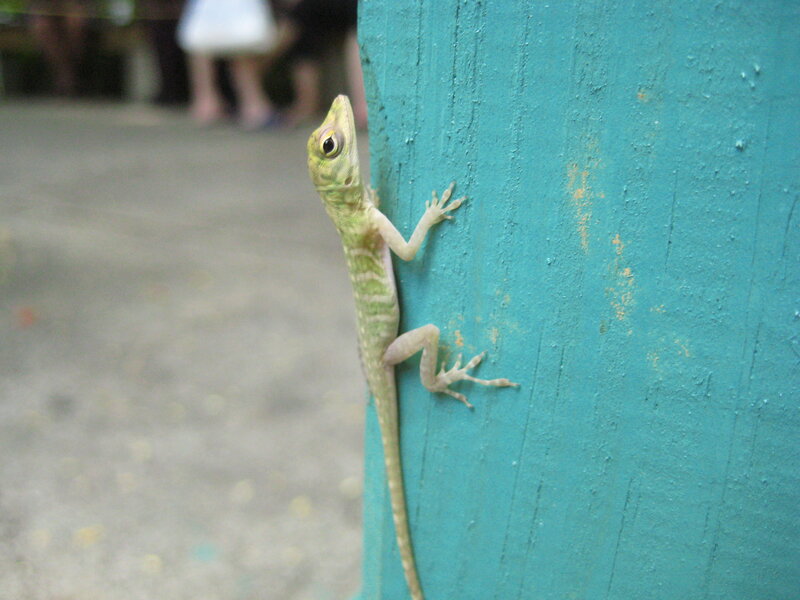 green lizard on a blue post