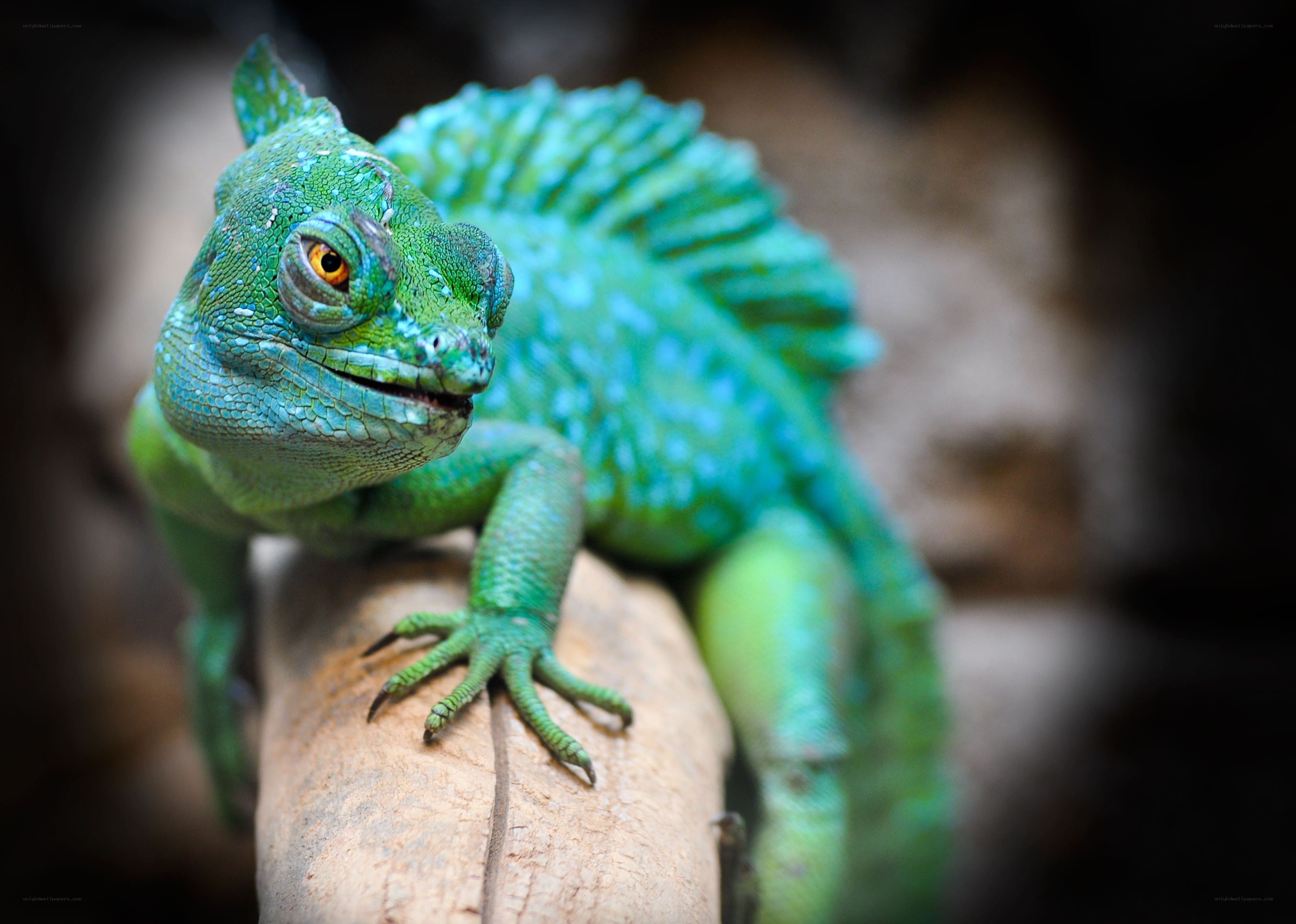 green lizard on a branch
