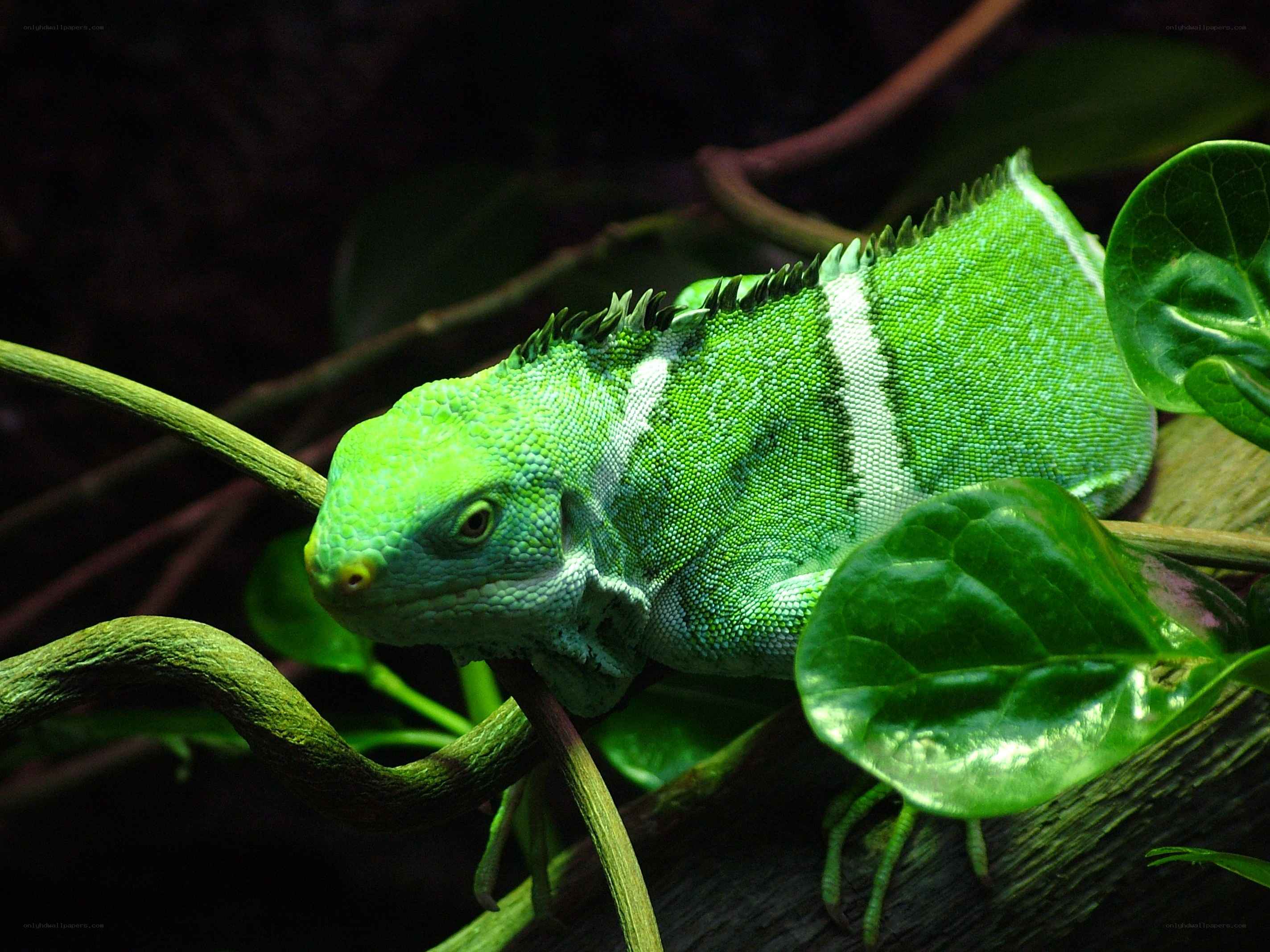 green lizard on a branch