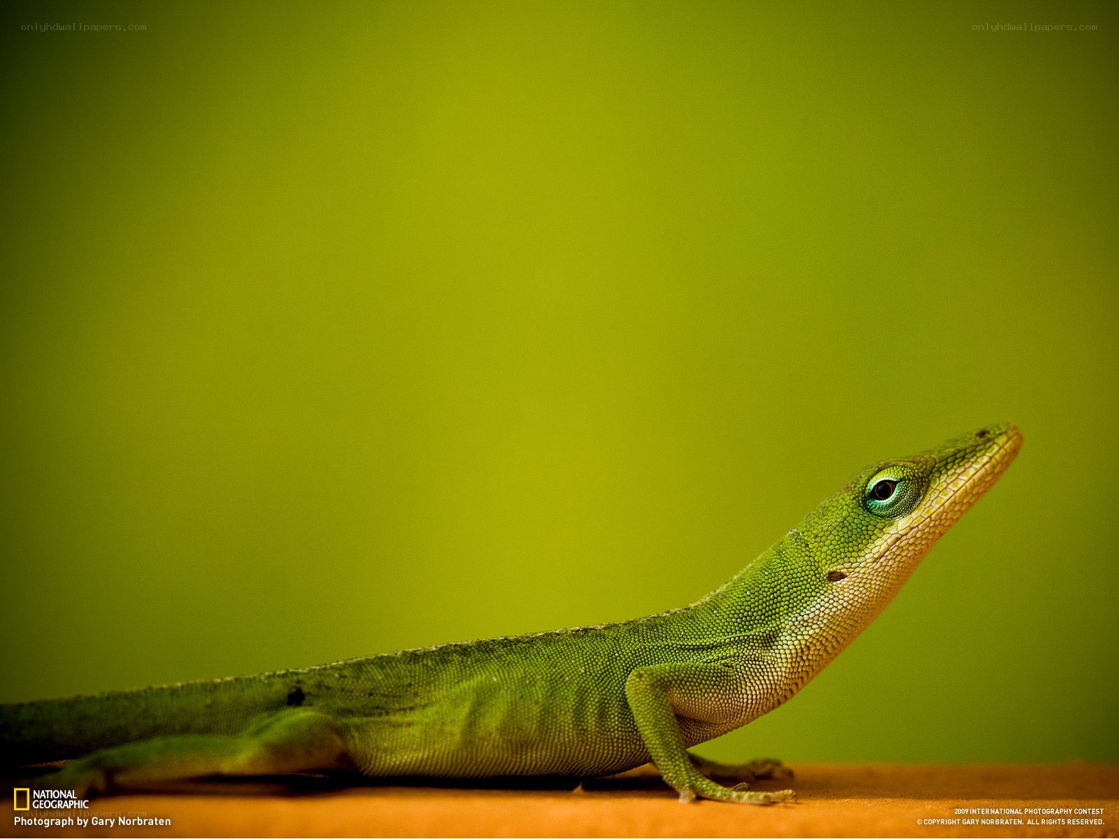 Green lizard on a branch