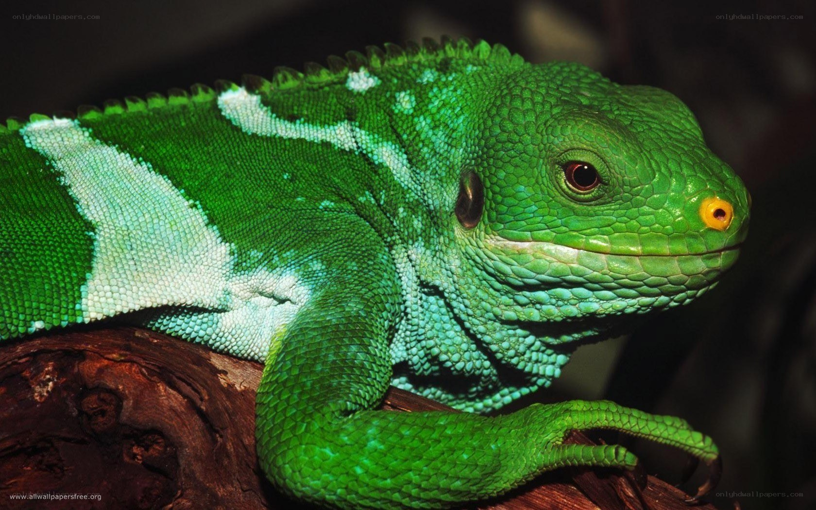 green lizard on a branch