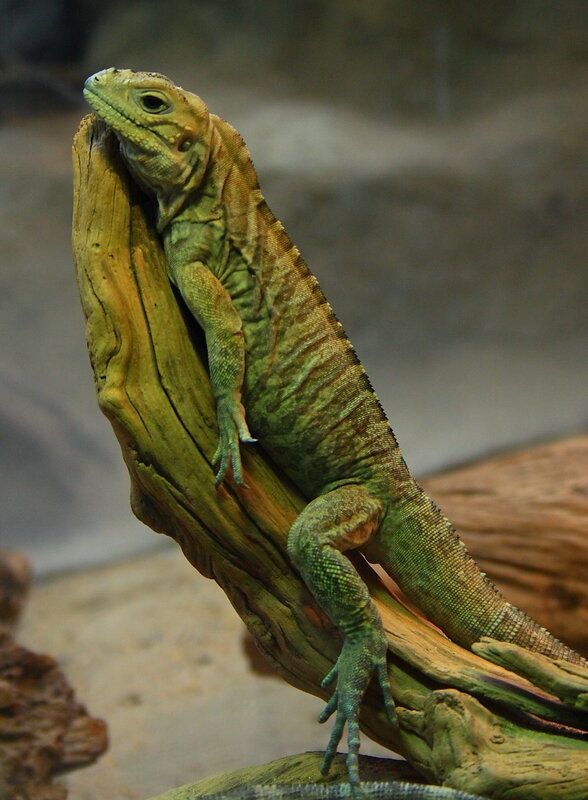 Green lizard on a branch